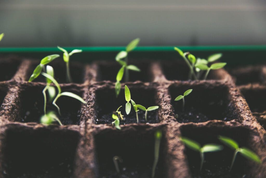 Seedlings growing out of soil