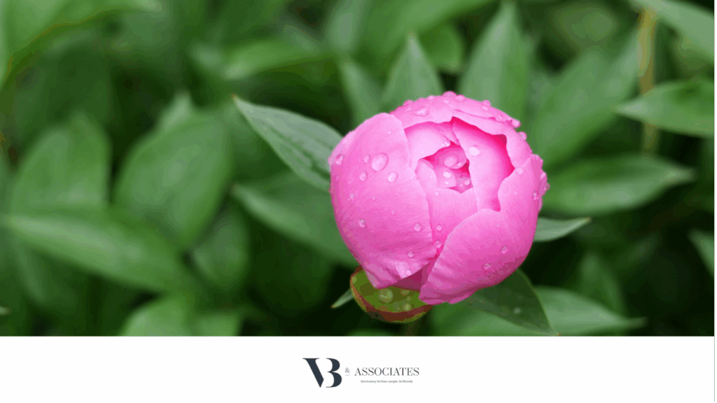 green leaves with a bright pink peony flower in bud in the foreground